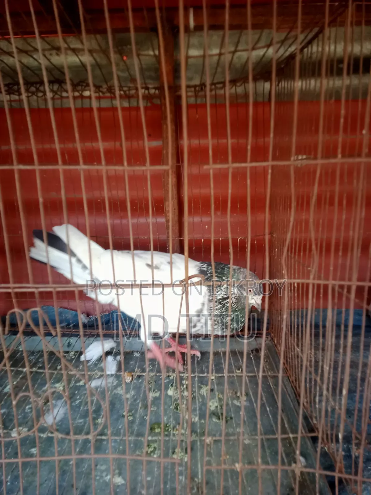 One Girabaz Male Pigeon