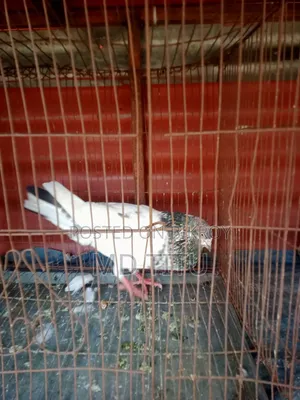 One Girabaz Male Pigeon