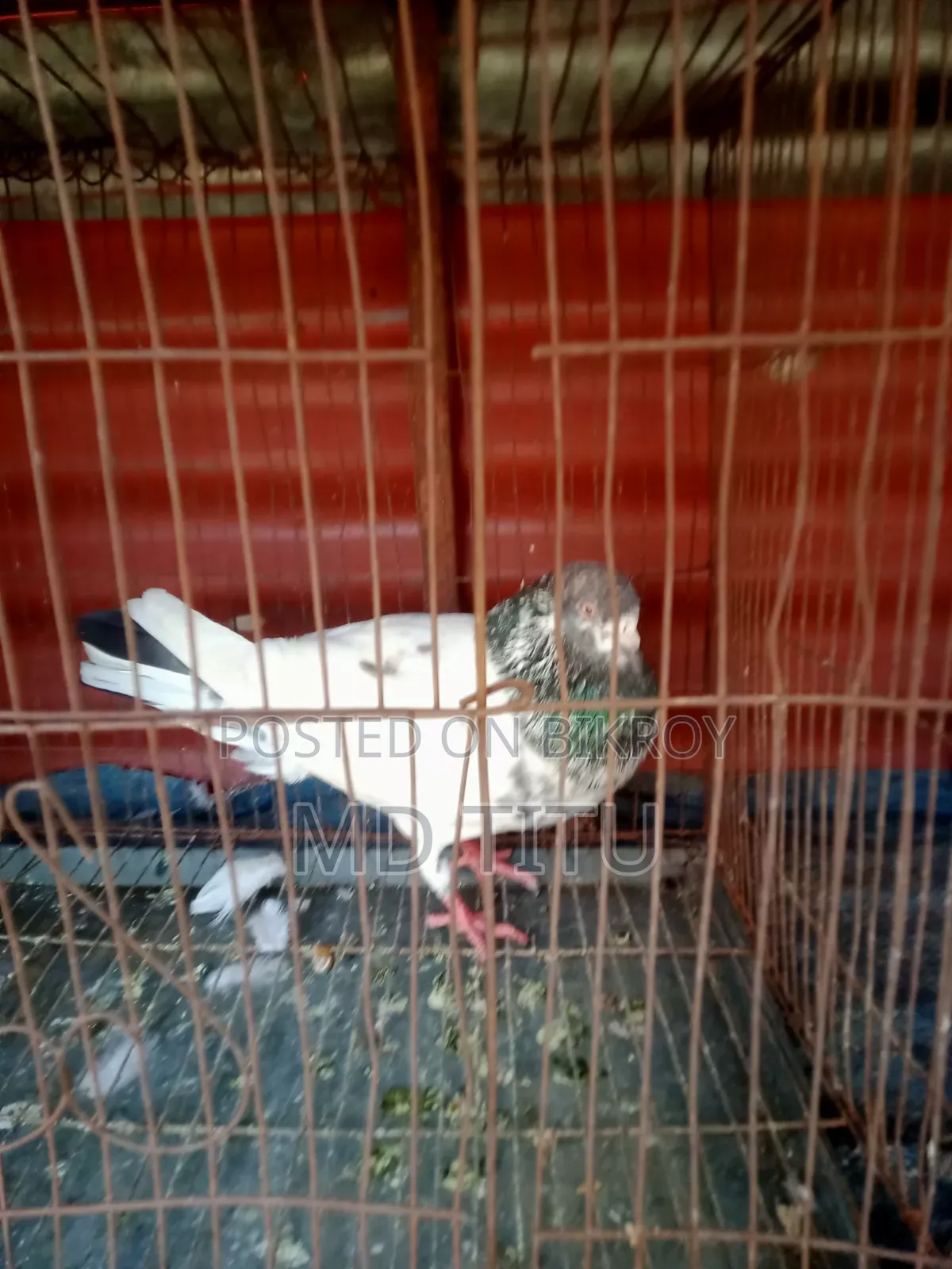 One Girabaz Male Pigeon