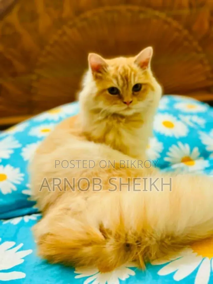 ১+ বছরের মহিলা খাঁটি জাতের পারসিক