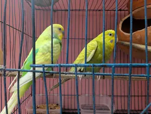 Budgie Bird