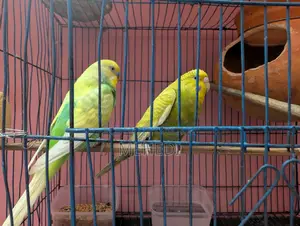 Budgie Bird