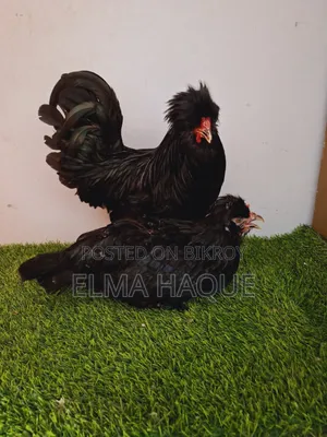 Black Sultan
