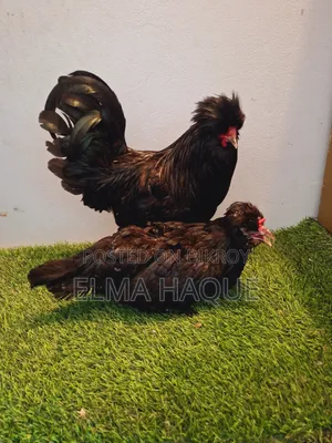 Black Sultan