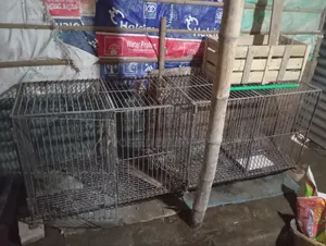 Chicken Cage