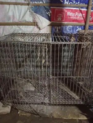 Chicken Cage