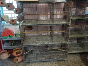 Bird Cage