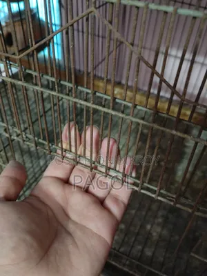 Bird Cage
