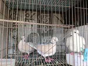 ঘুঘু পাখি জোড়া
