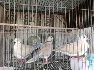 ঘুঘু পাখি জোড়া