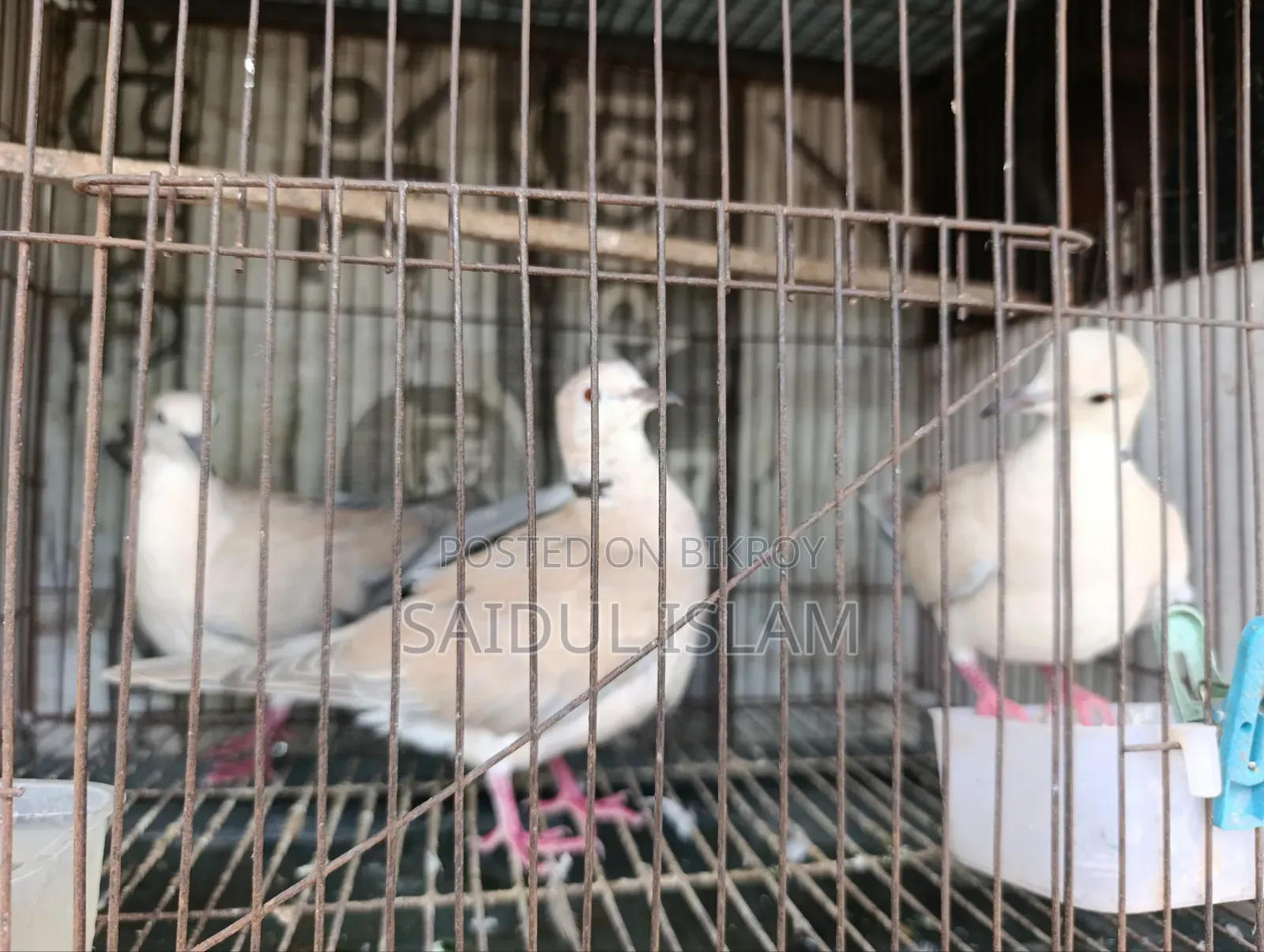 ঘুঘু পাখি জোড়া