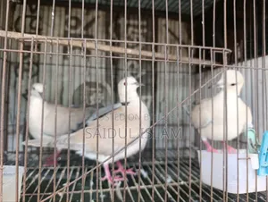 ঘুঘু পাখি জোড়া