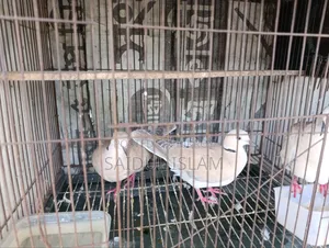 ঘুঘু পাখি জোড়া