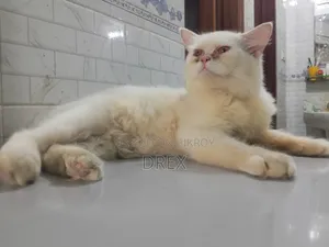 ৩-৬ মাস বয়সী পুরুষ খাঁটি পার্সিয়ান