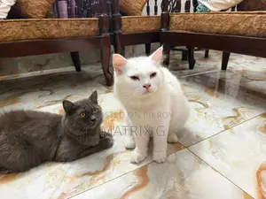 ১+ বছরের মহিলা পিওরব্রেড পার্সিয়ান