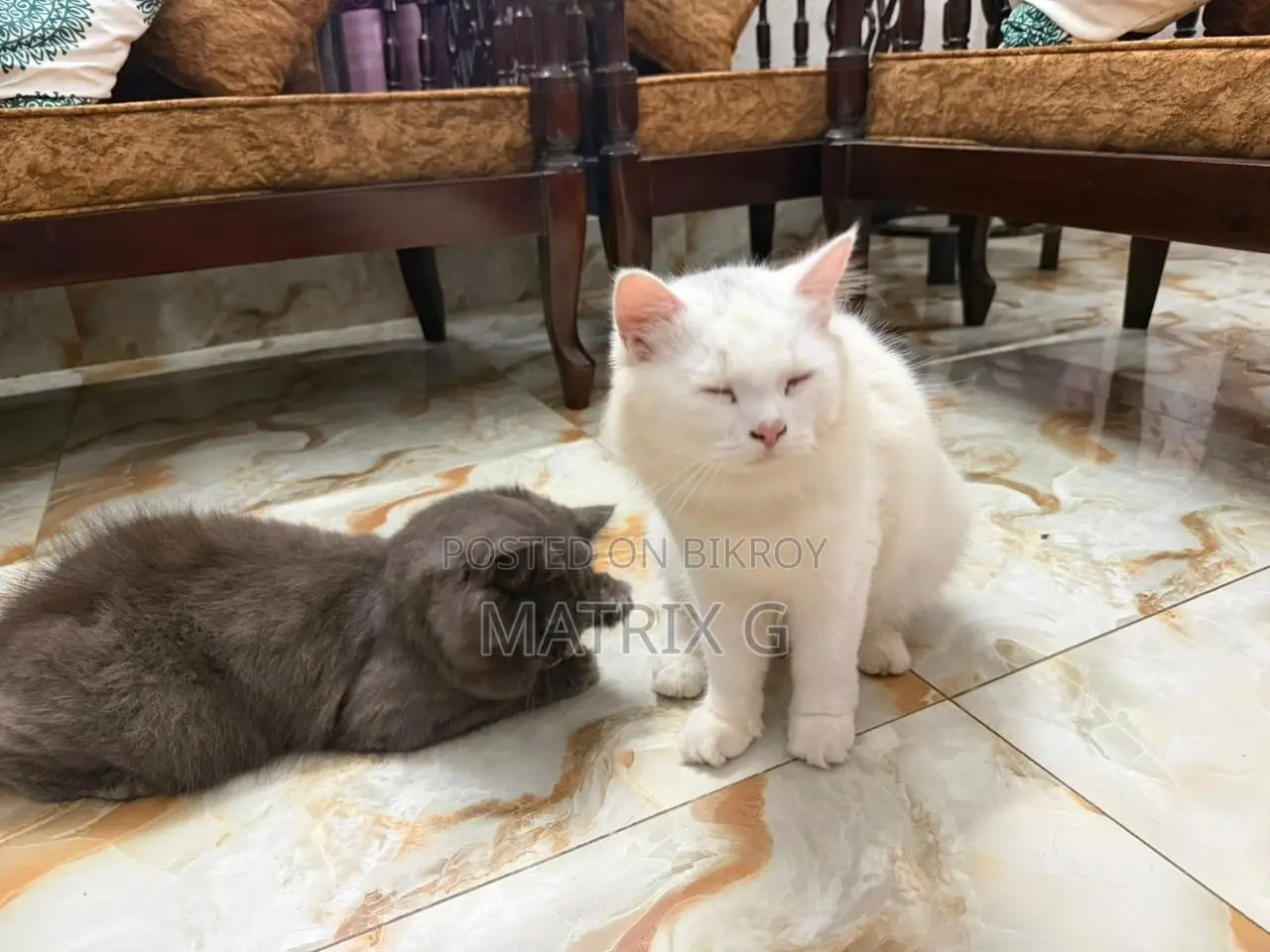 1+ year Female Purebred Persian
