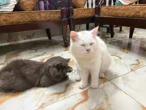 1+ year Female Purebred Persian