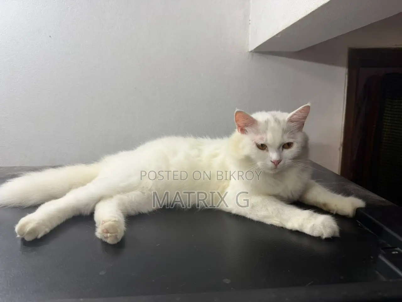 1+ year Female Purebred Persian