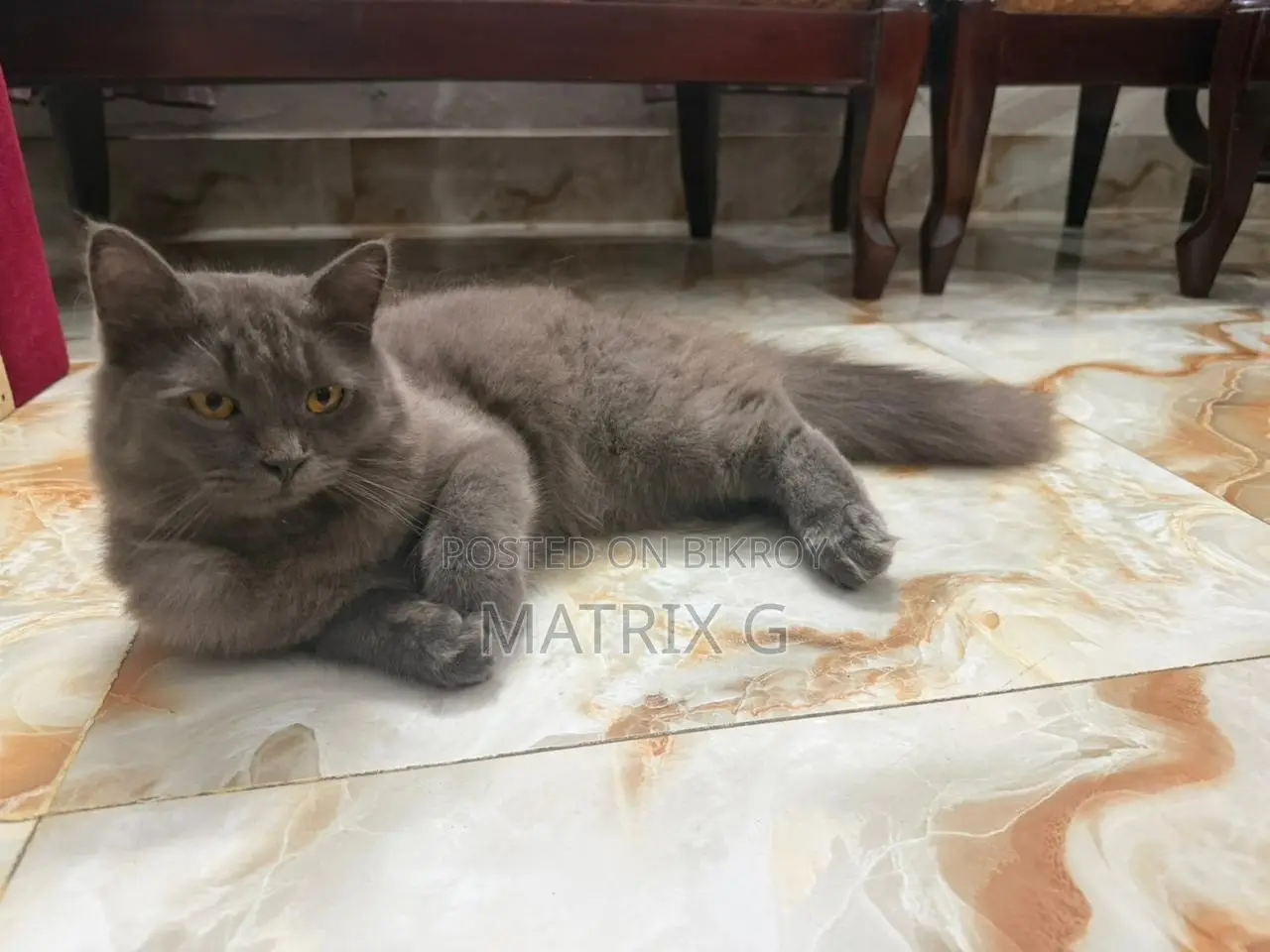 1+ year Female Purebred Persian