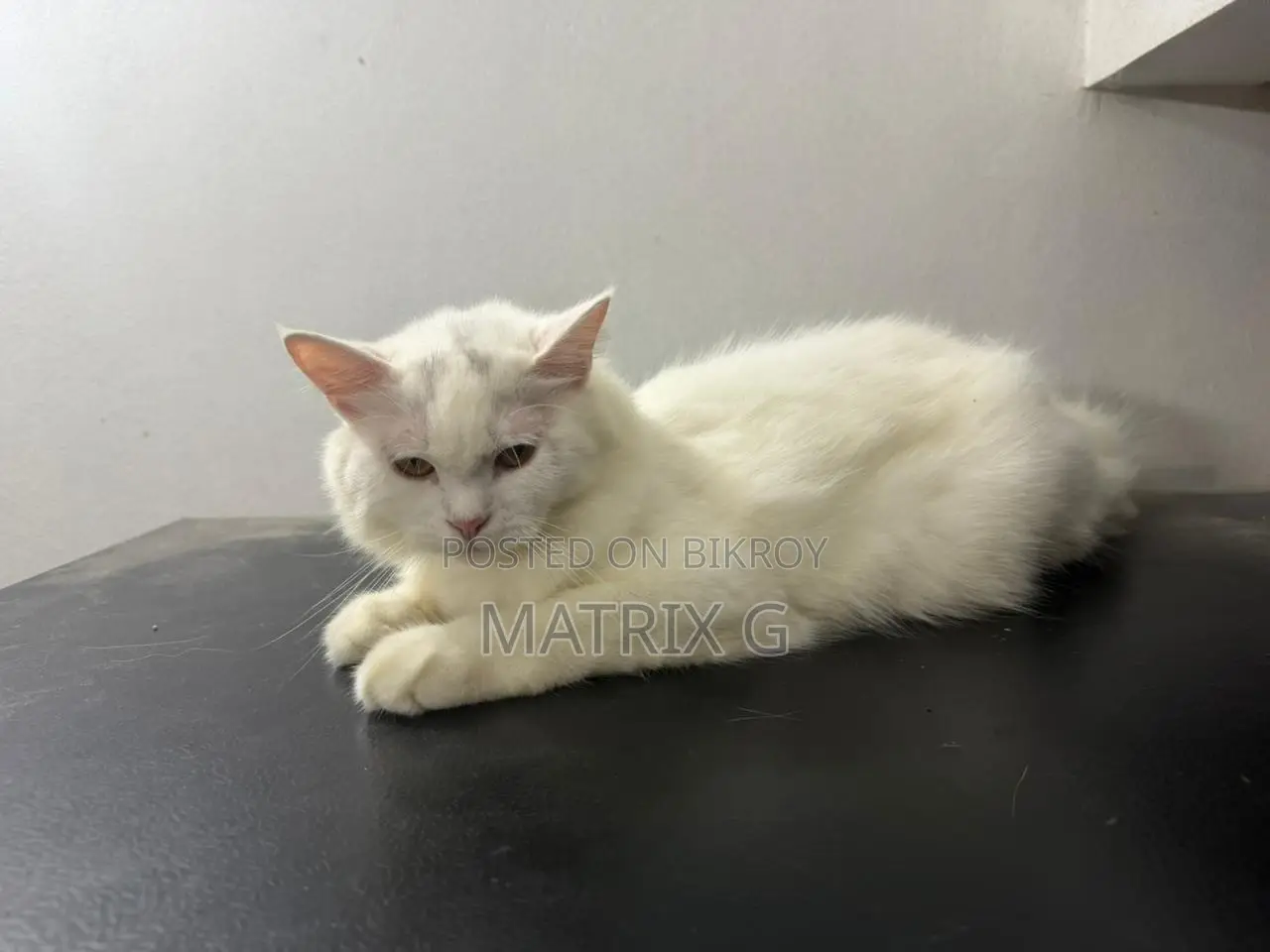 1+ year Female Purebred Persian