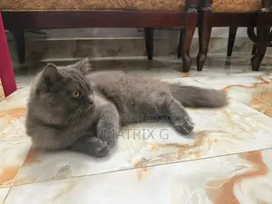 1+ year Female Purebred Persian