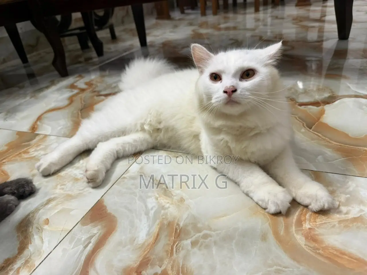 1+ year Female Purebred Persian