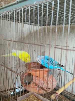এক জোড়া বাজিগর