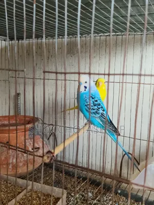 এক জোড়া বাজিগর
