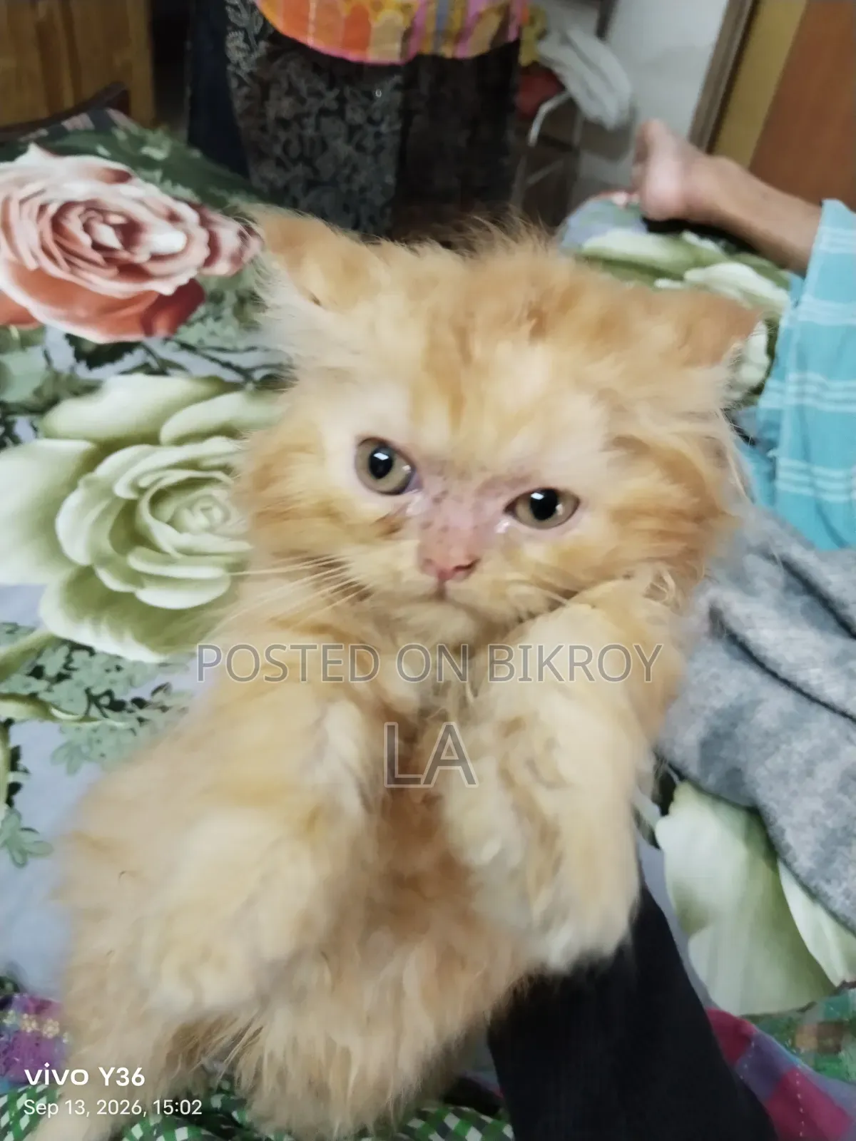 1-3 months Male Purebred Persian