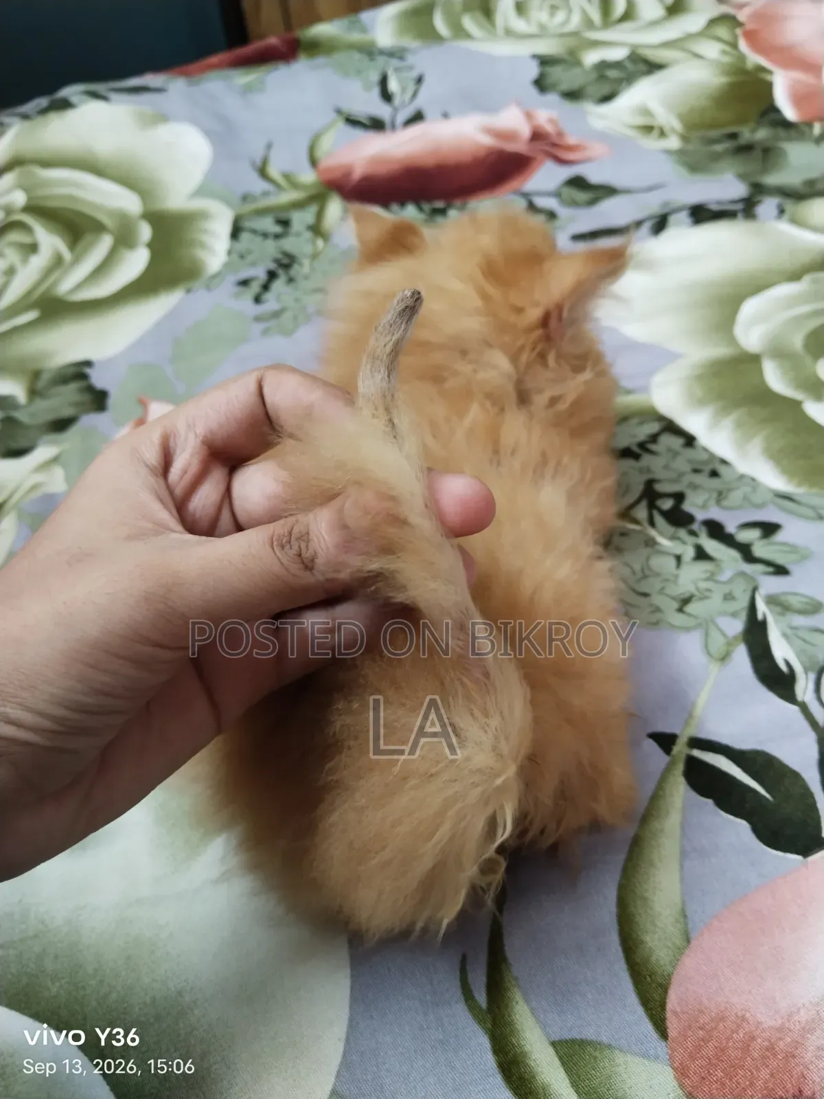 1-3 months Male Purebred Persian