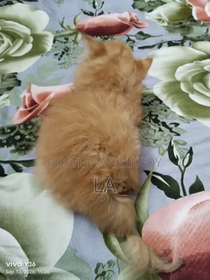 1-3 months Male Purebred Persian