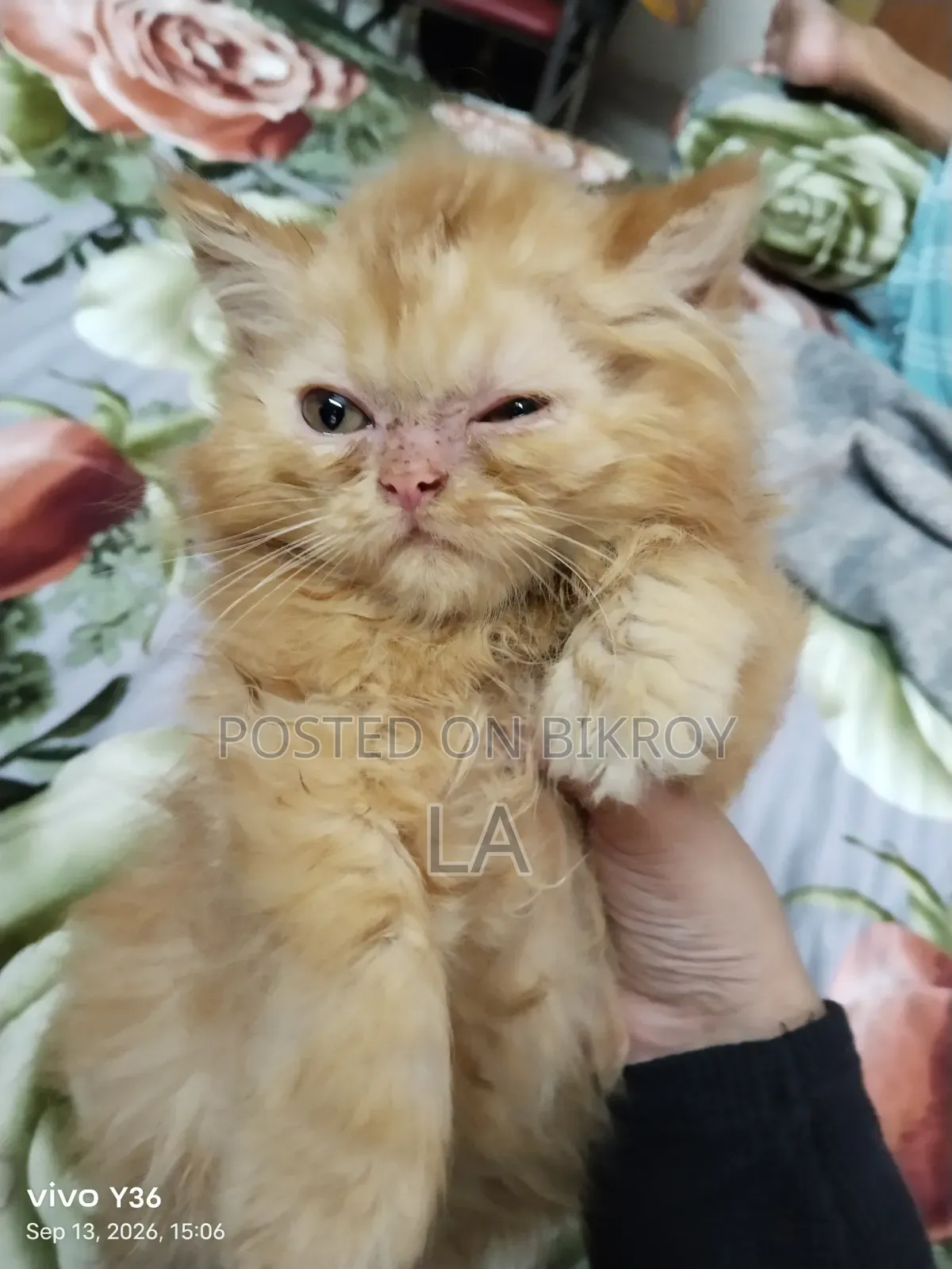 1-3 months Male Purebred Persian