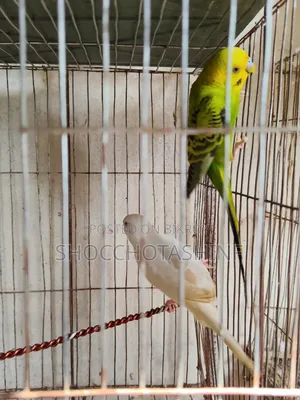 এক জোড়া বাজিগর