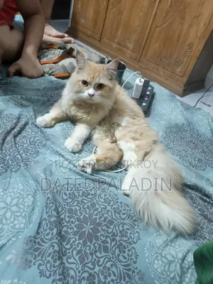 ৬-১২ মাসের পুরুষ বিশুদ্ধ পার্সিয়ান বিড়াল