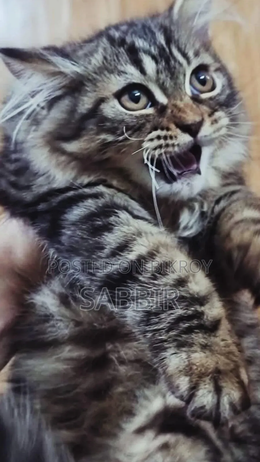 3-6 months Male Mixed Breed Persian