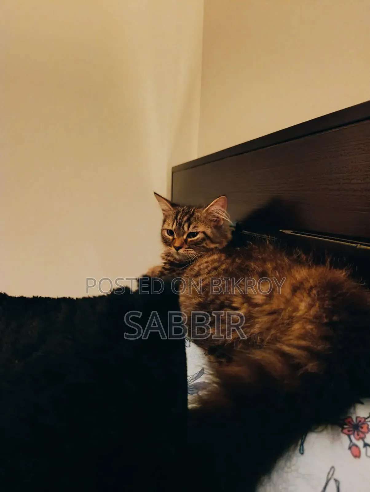 3-6 months Male Mixed Breed Persian