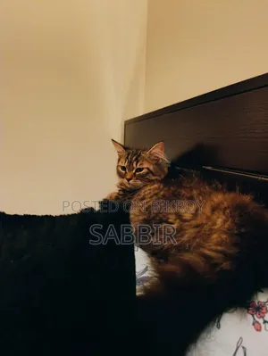 3-6 months Male Mixed Breed Persian