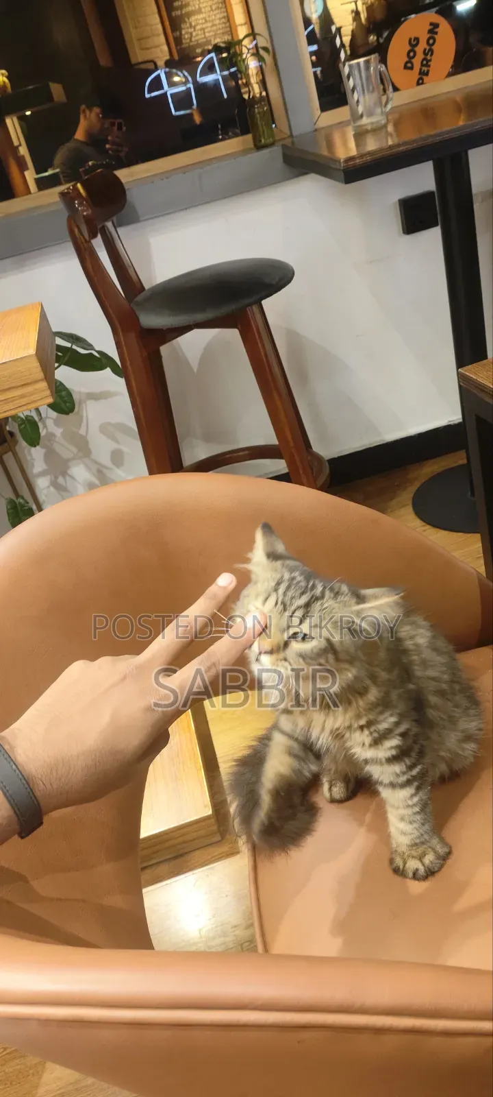 3-6 months Male Mixed Breed Persian