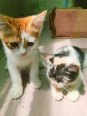 ১-৩ মাস বয়সী মেল মিক্সড ব্রিড পার্সিয়ান
