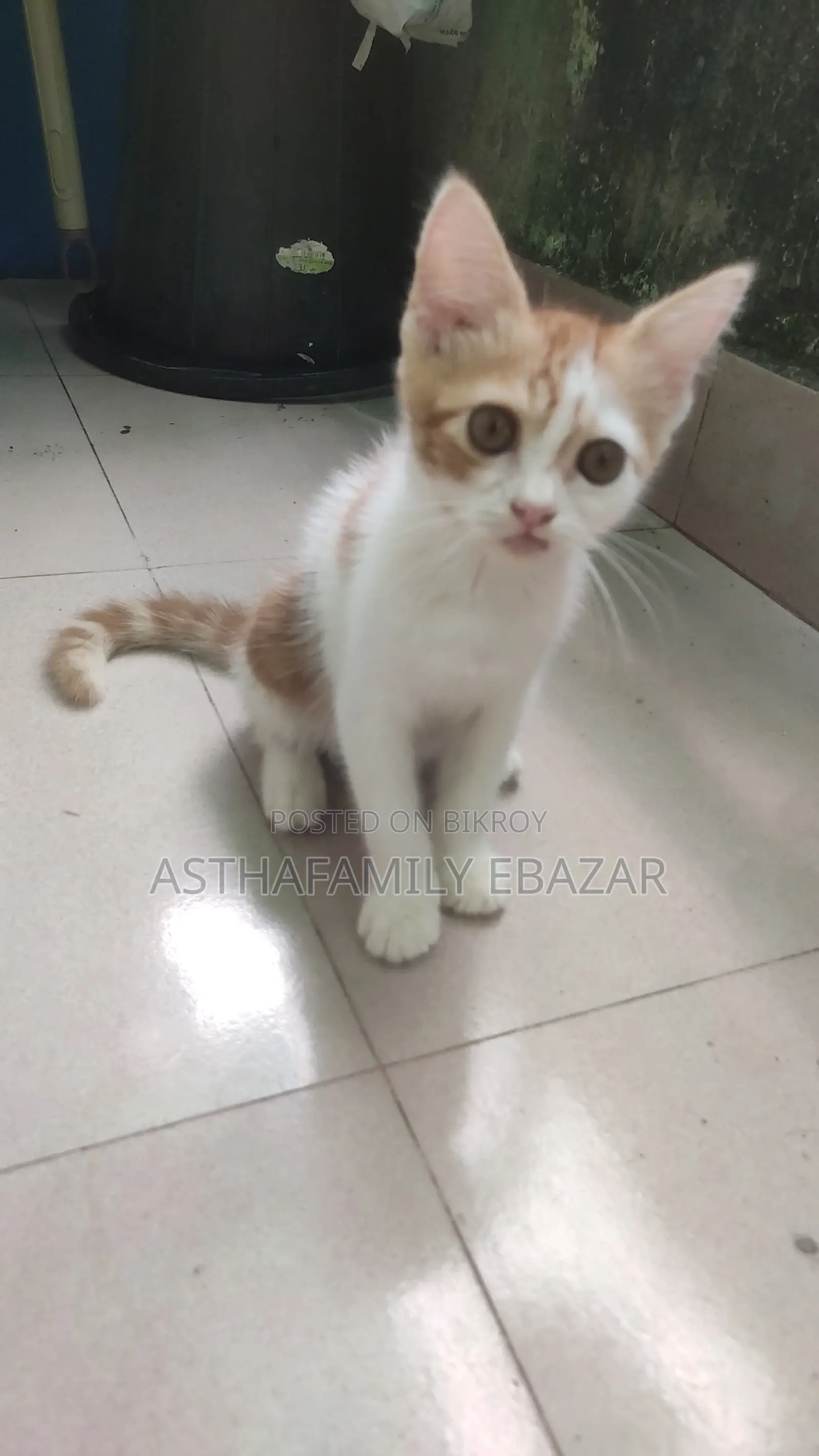 1-3 months Male Mixed Breed Persian