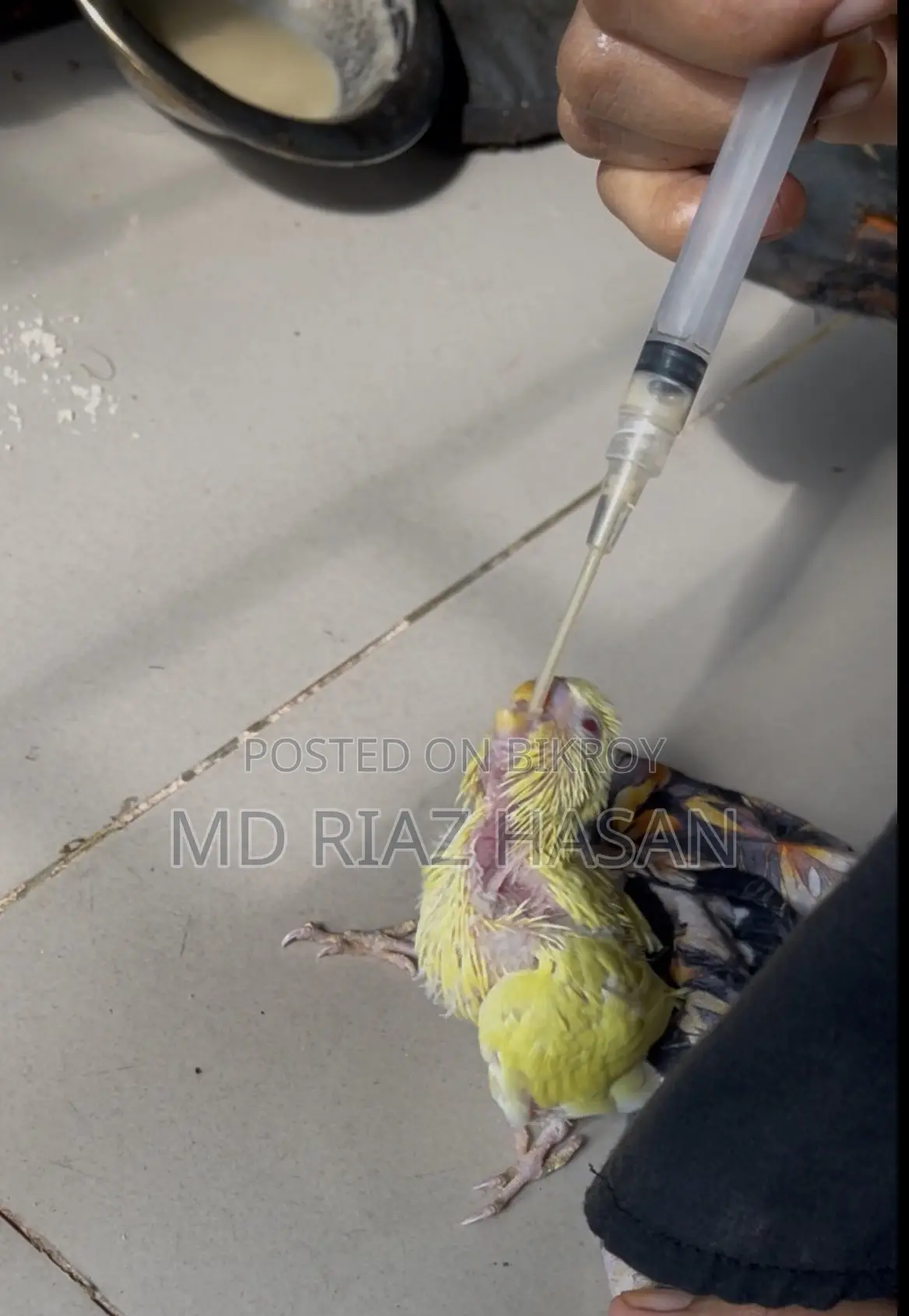 লুটিনো টেম সাইজ বাজিগাড় বেবি হাফ টেম হয়ে গেছে