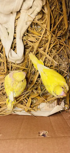লুটিনো টেম সাইজ বাজিগাড় বেবি হাফ টেম হয়ে গেছে