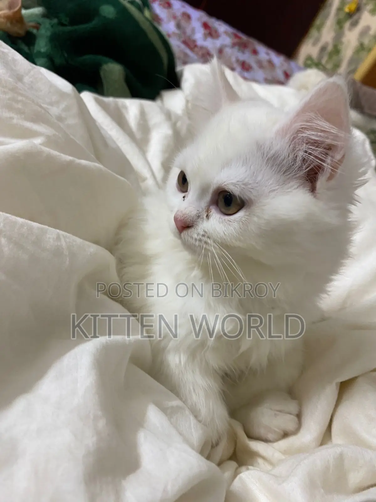 1-3 months Male Purebred Persian