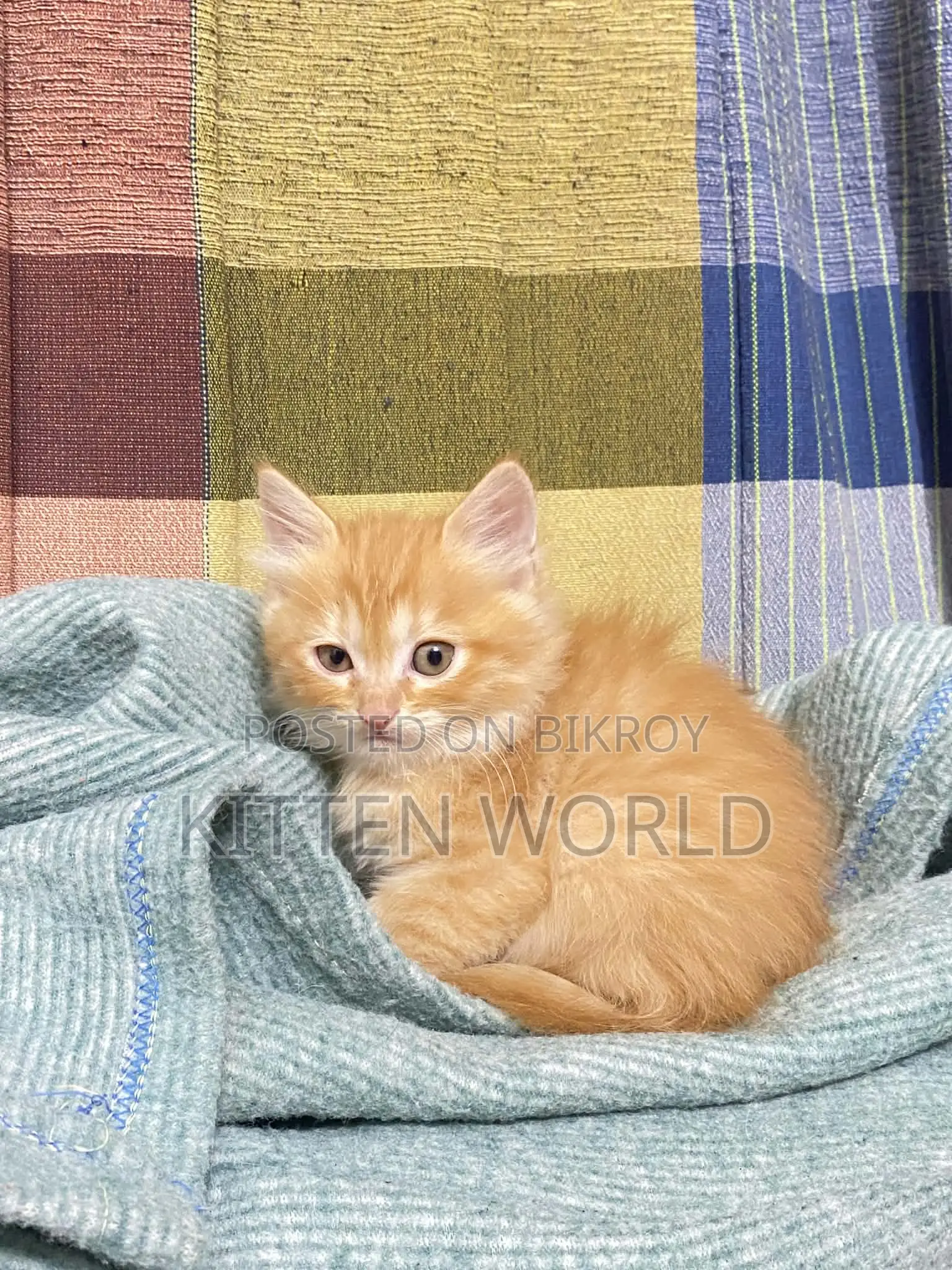 1-3 months Male Purebred Persian
