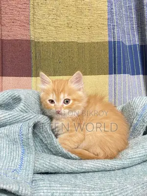1-3 months Male Purebred Persian