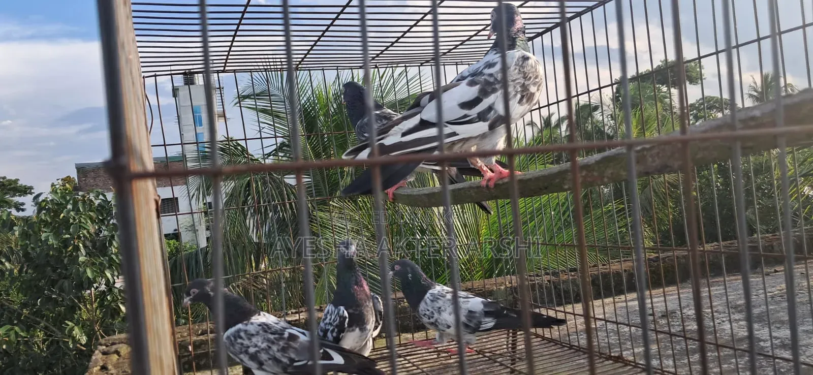 Kamagar and Saharanpuri Pigeons