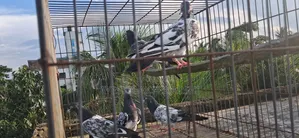 Kamagar and Saharanpuri Pigeons