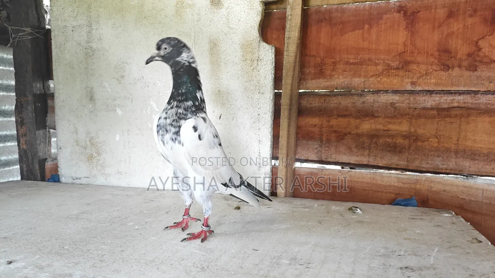 Kamagar and Saharanpuri Pigeons