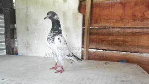 Kamagar and Saharanpuri Pigeons