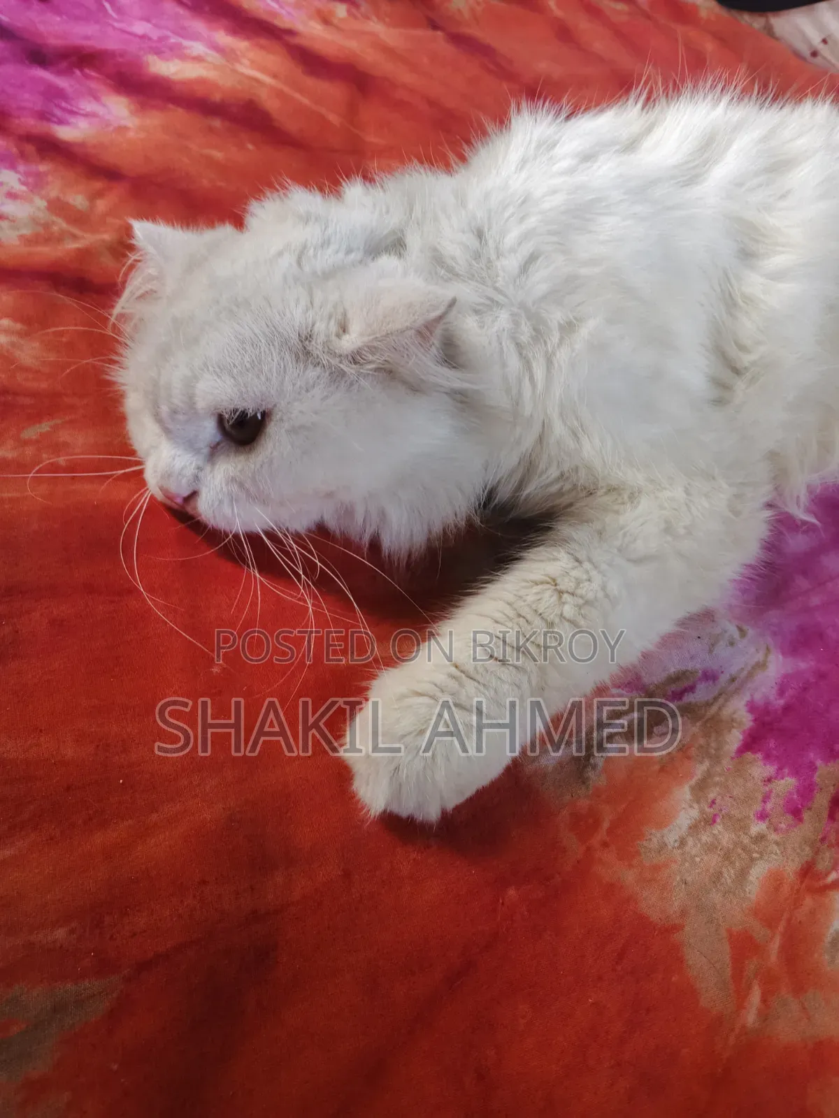 ১+ বছরের পুরুষ পিওরব্রেড পার্সিয়ান বিড়াল